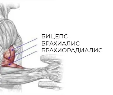 Брахиалис и брахиорадиалис